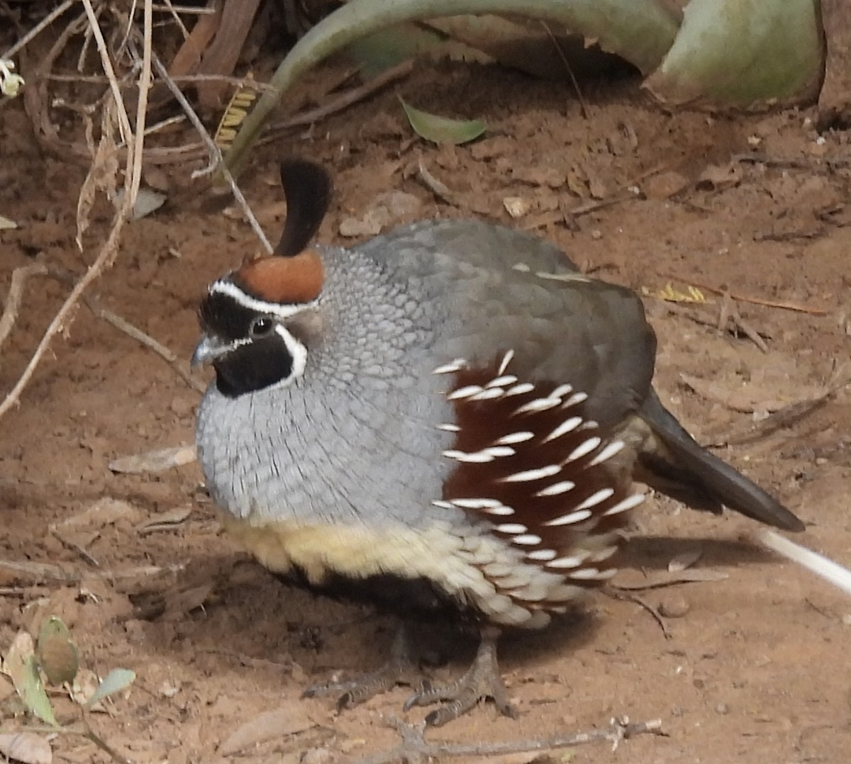Gambel's Quail - ML645355590