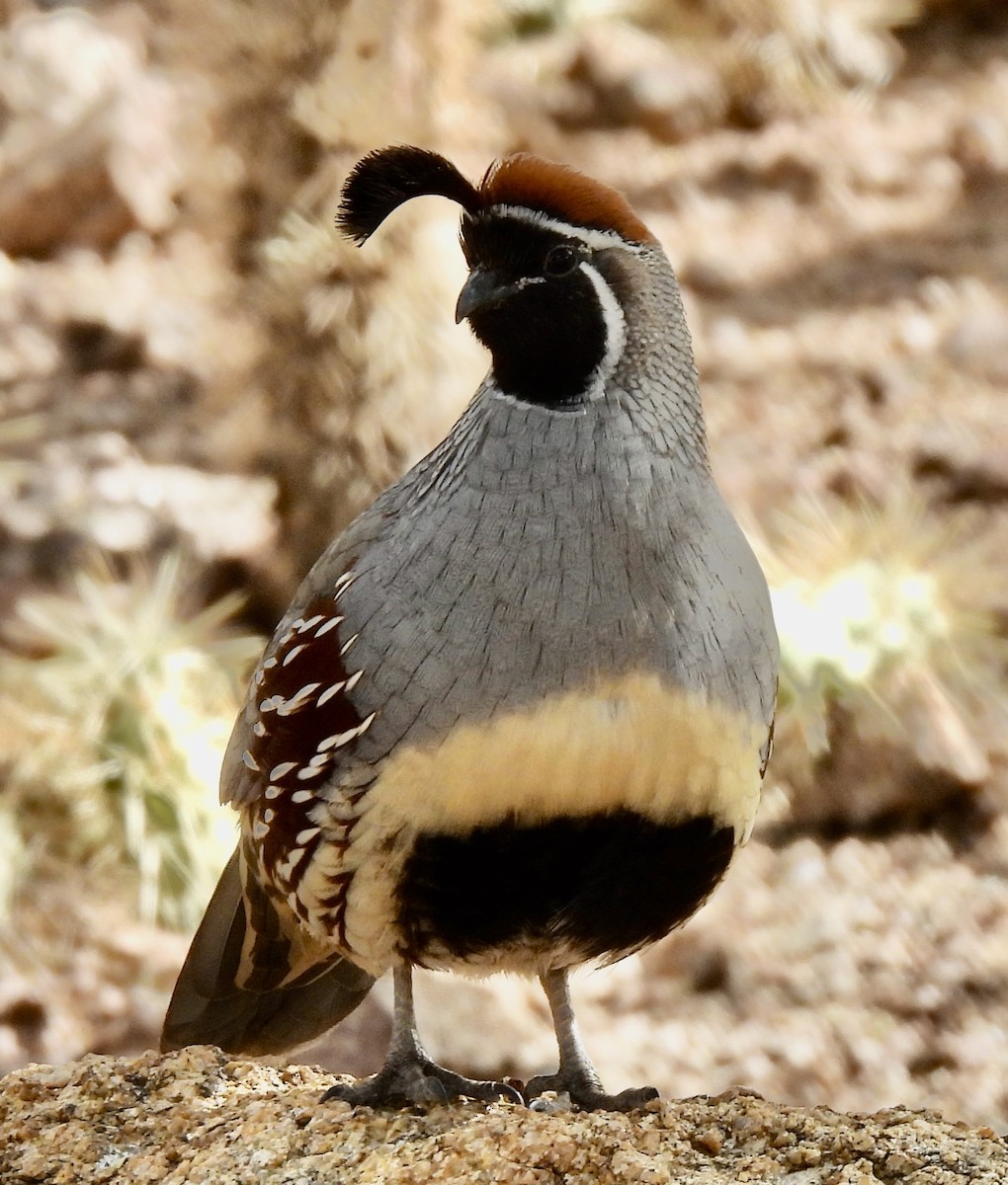 Gambel's Quail - ML645355591