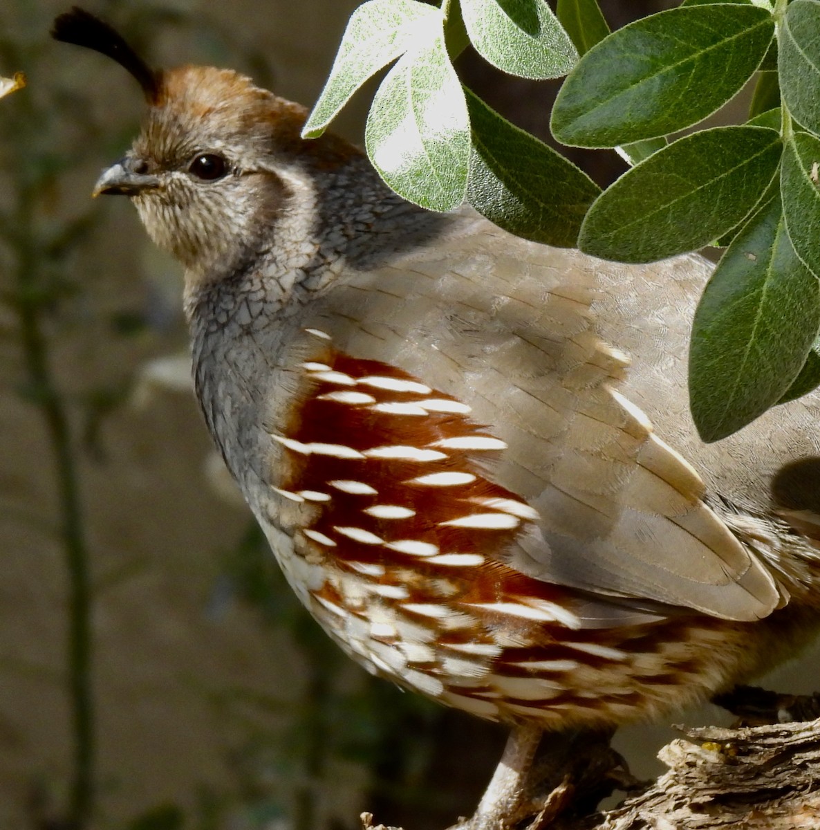 Gambel's Quail - ML645355592