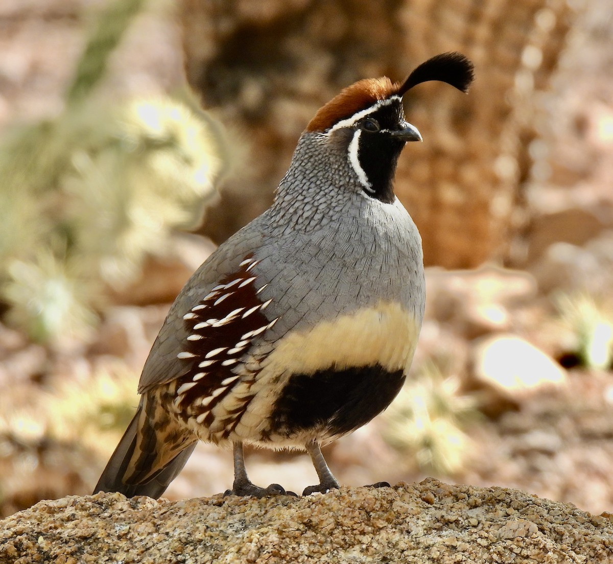 Gambel's Quail - ML645355593