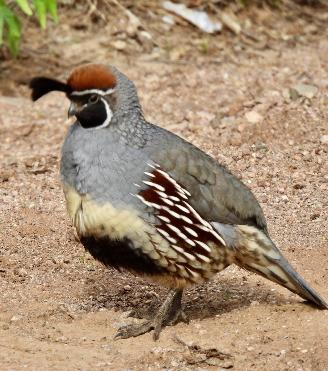 Gambel's Quail - ML645355594
