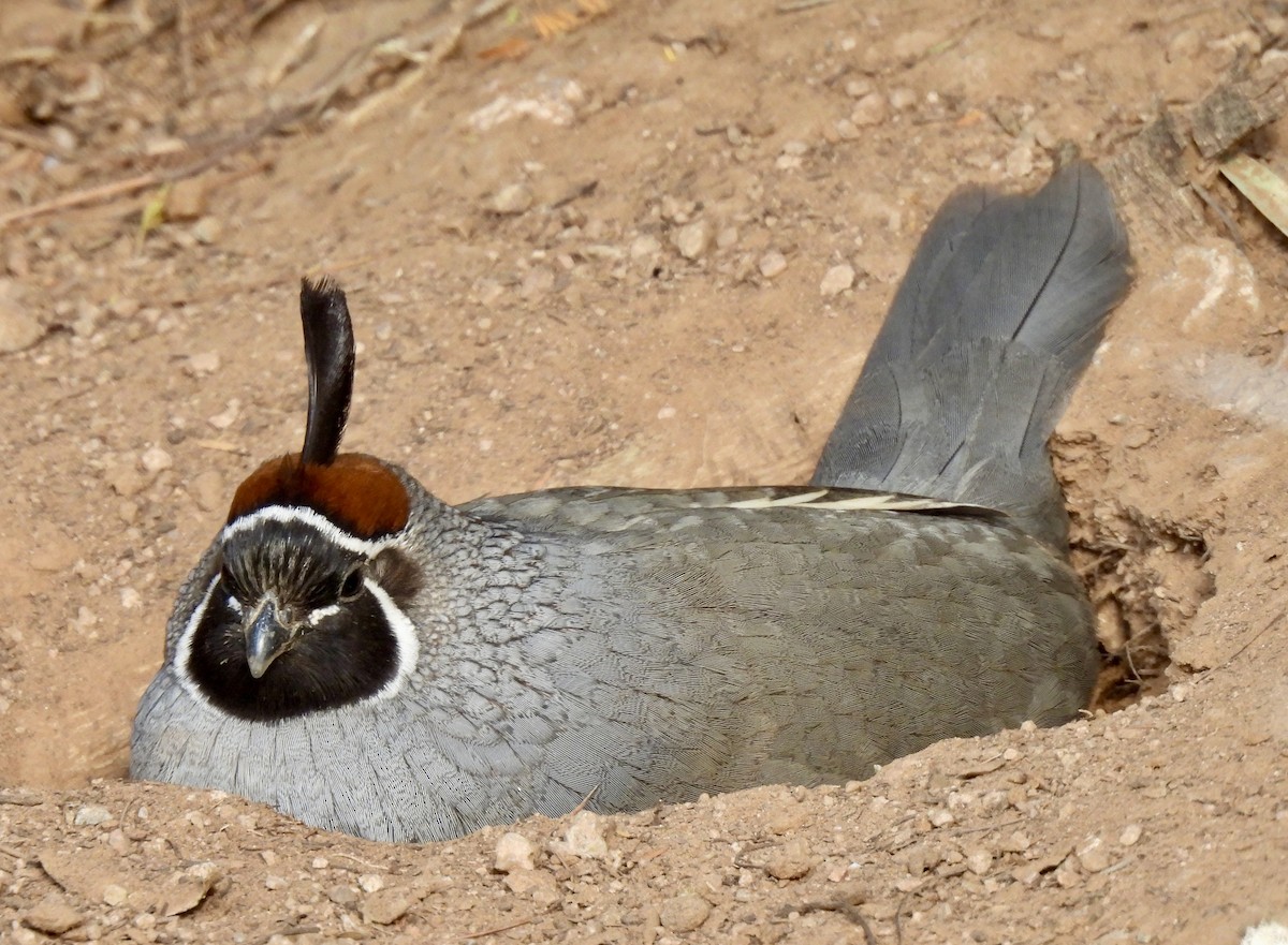 Gambel's Quail - ML645355595