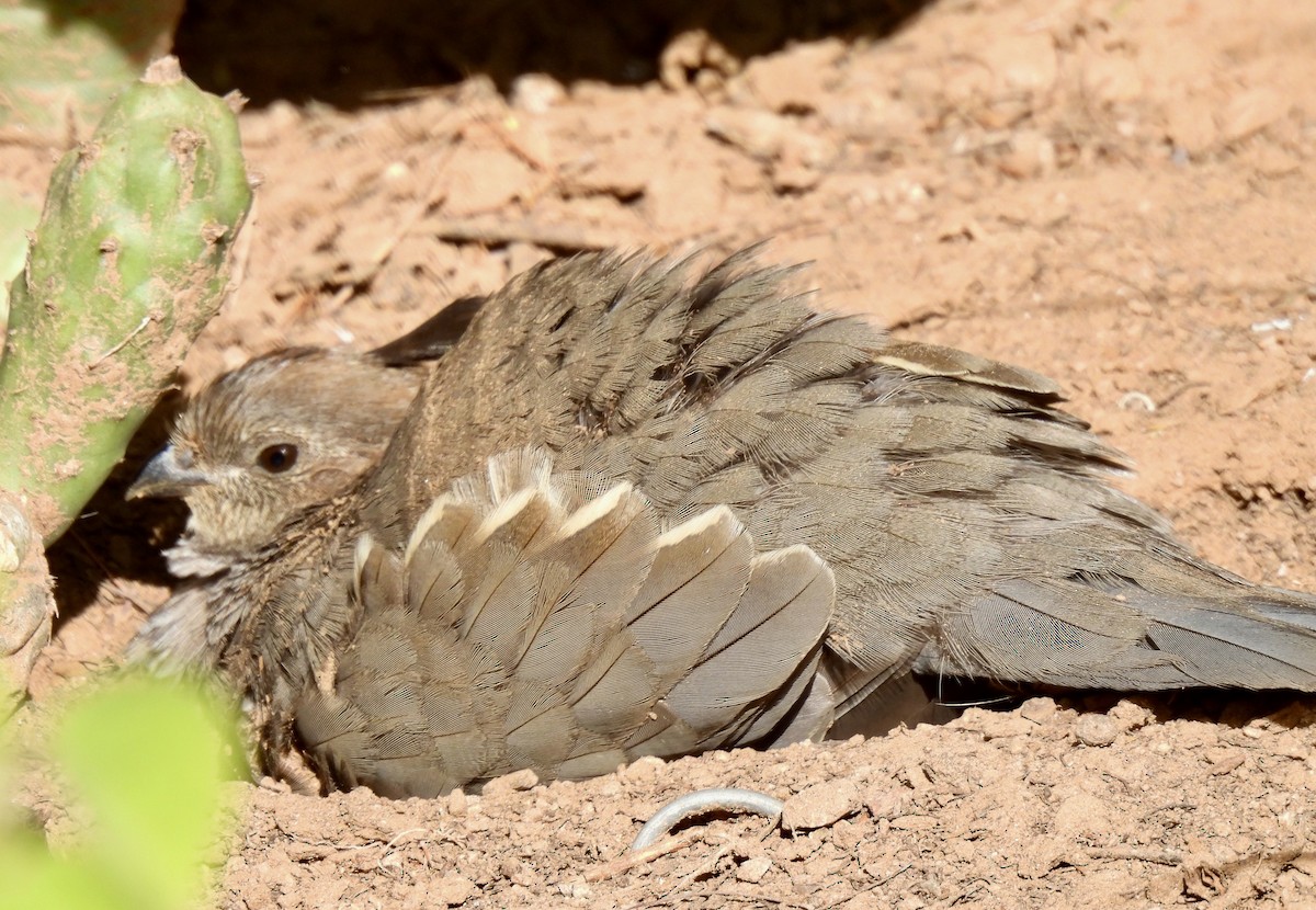 Gambel's Quail - ML645355596