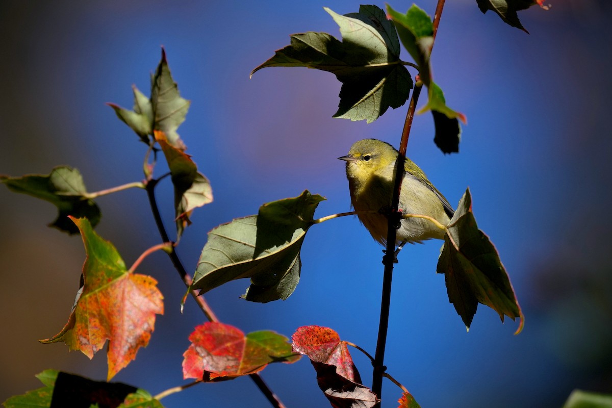 Tennessee Warbler - ML645355599