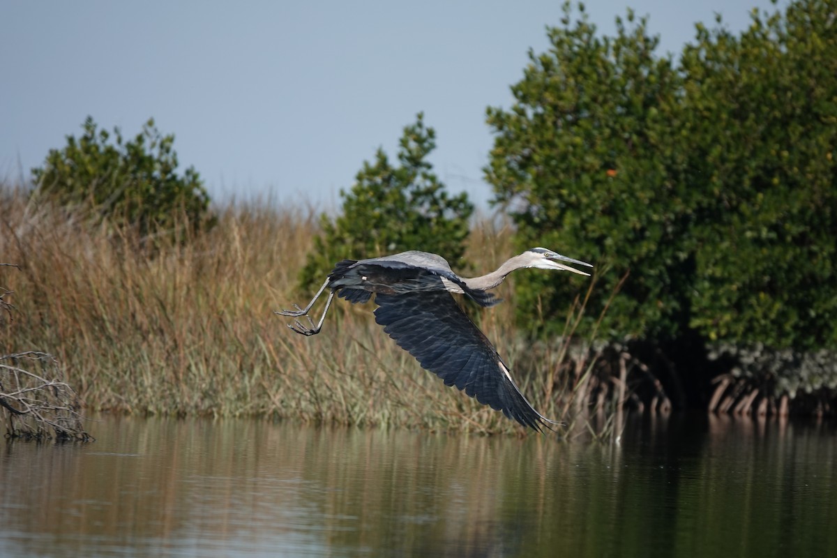 Great Blue Heron - ML645355606
