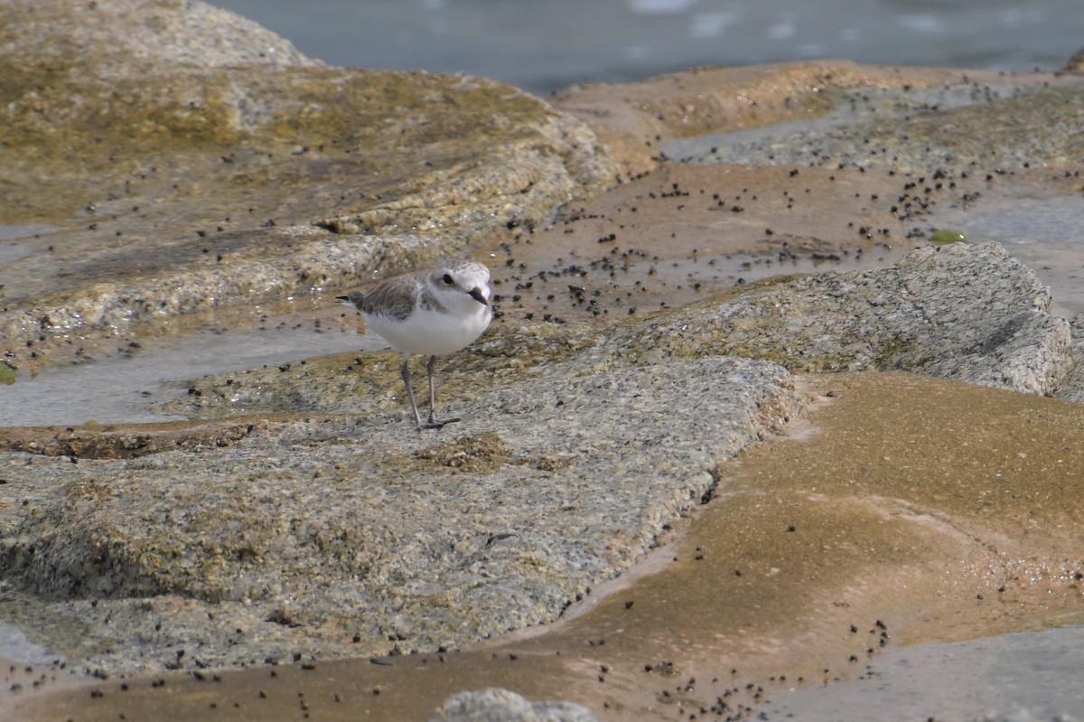 White-faced Plover - ML645355613