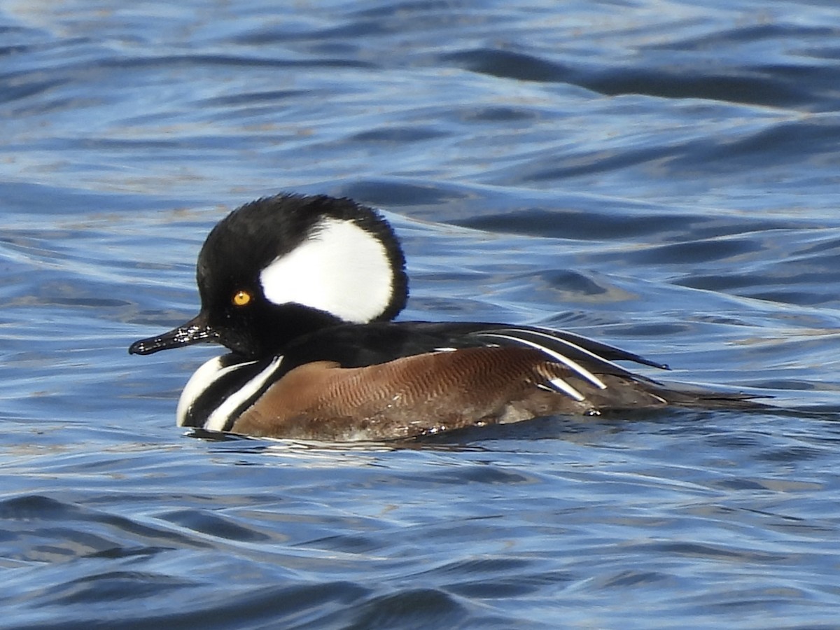 Hooded Merganser - ML645355620