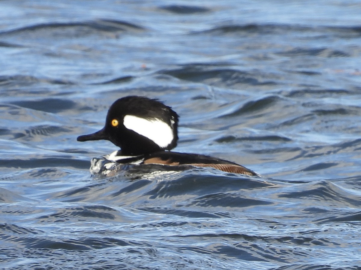 Hooded Merganser - ML645355621