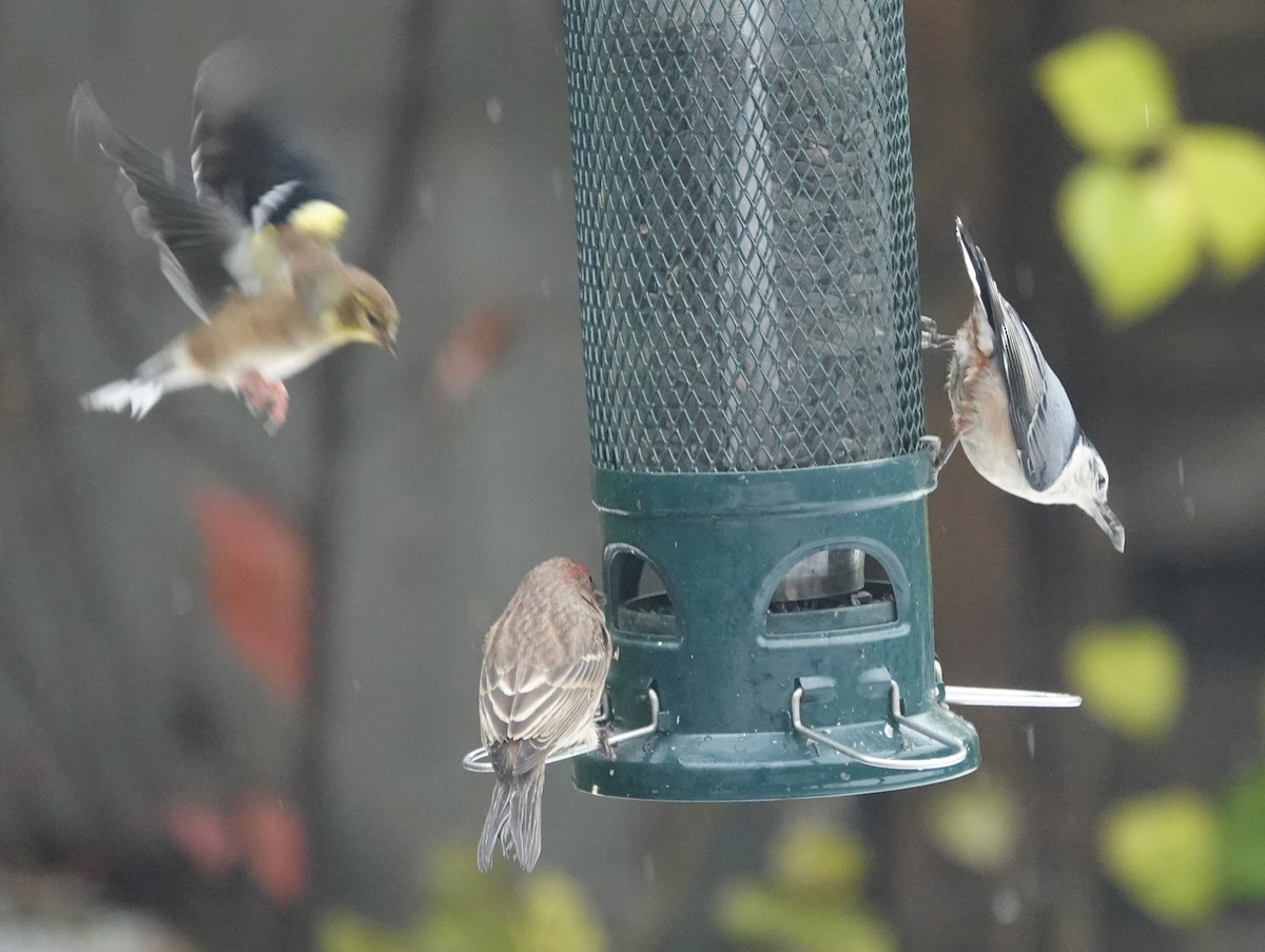 čížek žlutý - ML645355626