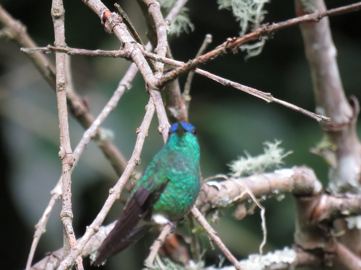 Amazilia Capiazul - ML645355627