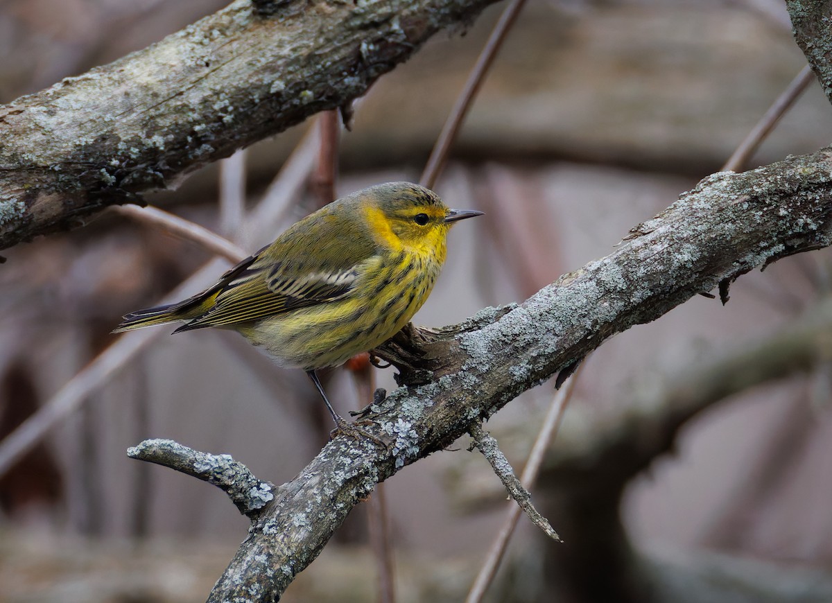 ホオアカアメリカムシクイ - ML645355628