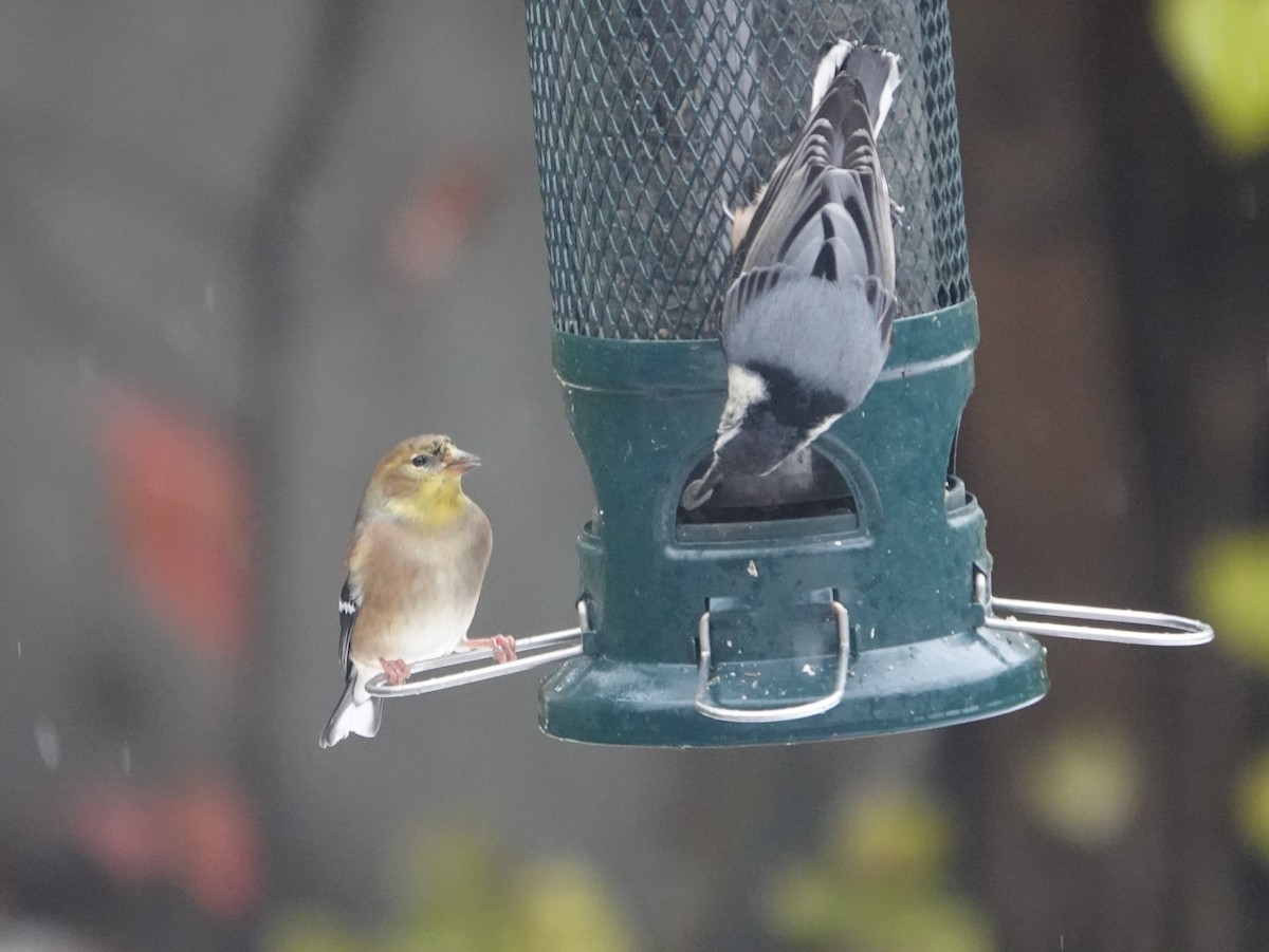 čížek žlutý - ML645355629