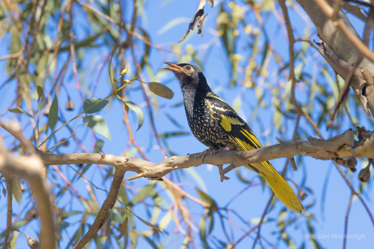 Regent Honeyeater - ML645355630