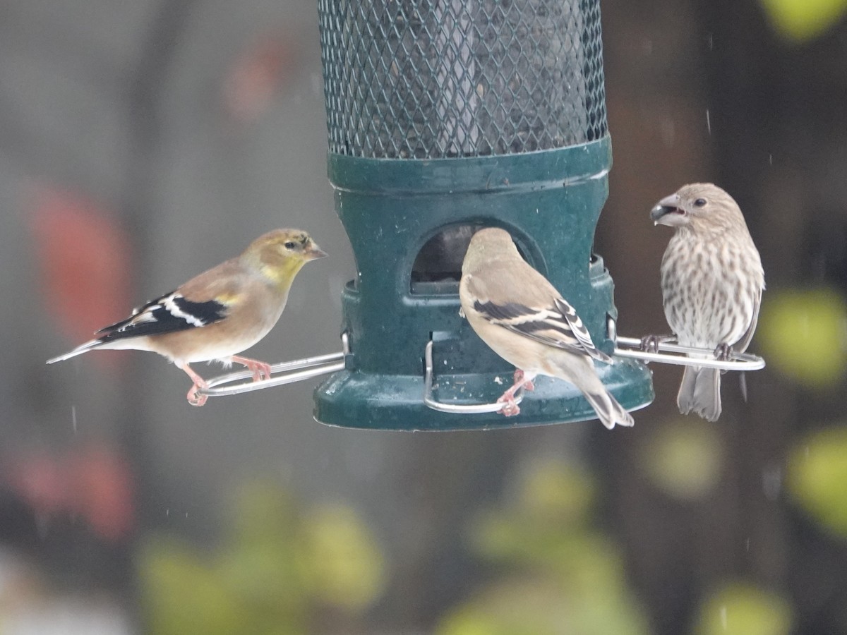 čížek žlutý - ML645355631