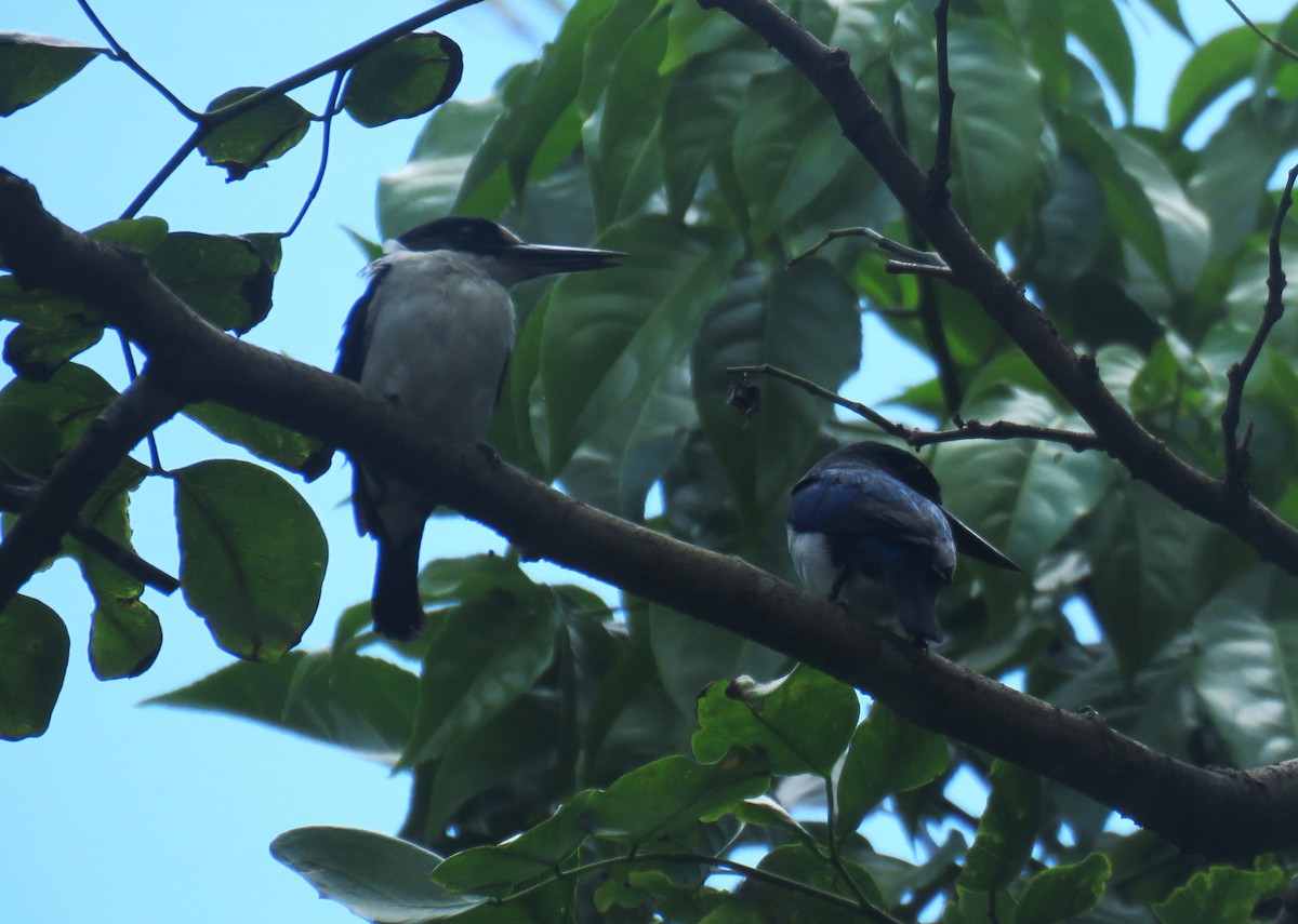Blue-and-white Kingfisher - ML645355636