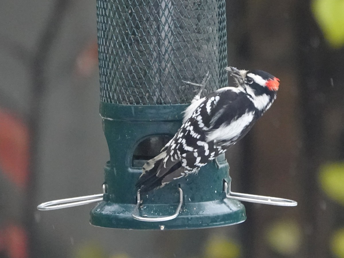 strakapoud osikový - ML645355637