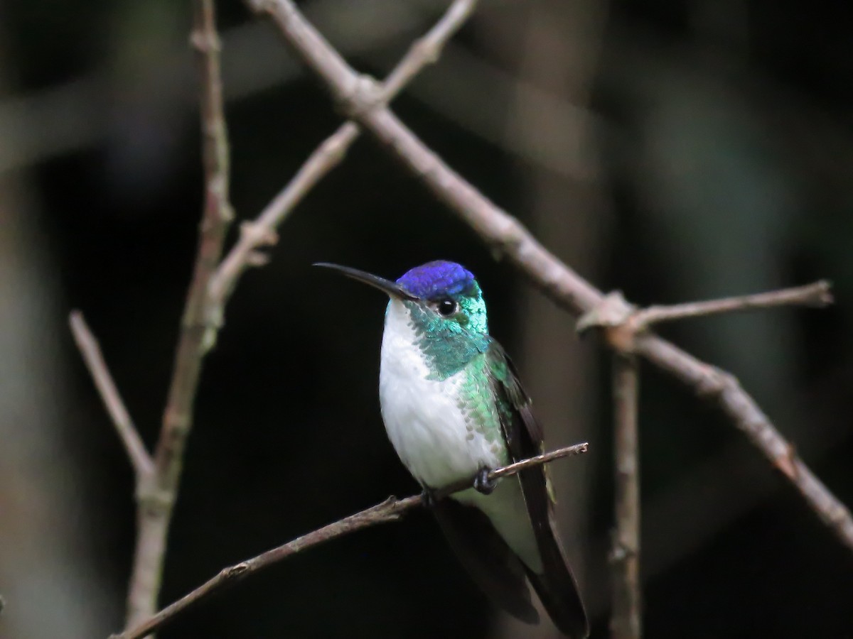 Andean Emerald - ML645355638