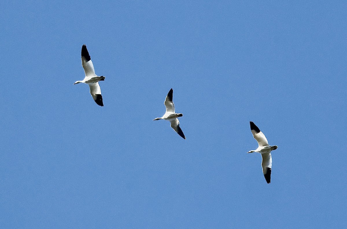 Oie des neiges - ML645355640