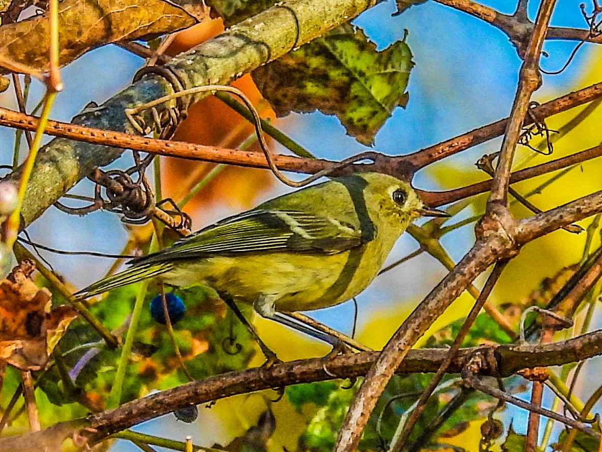 Ruby-crowned Kinglet - ML645355641