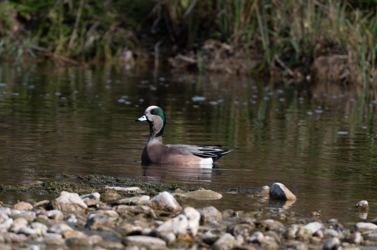 Canard d'Amérique - ML645355643
