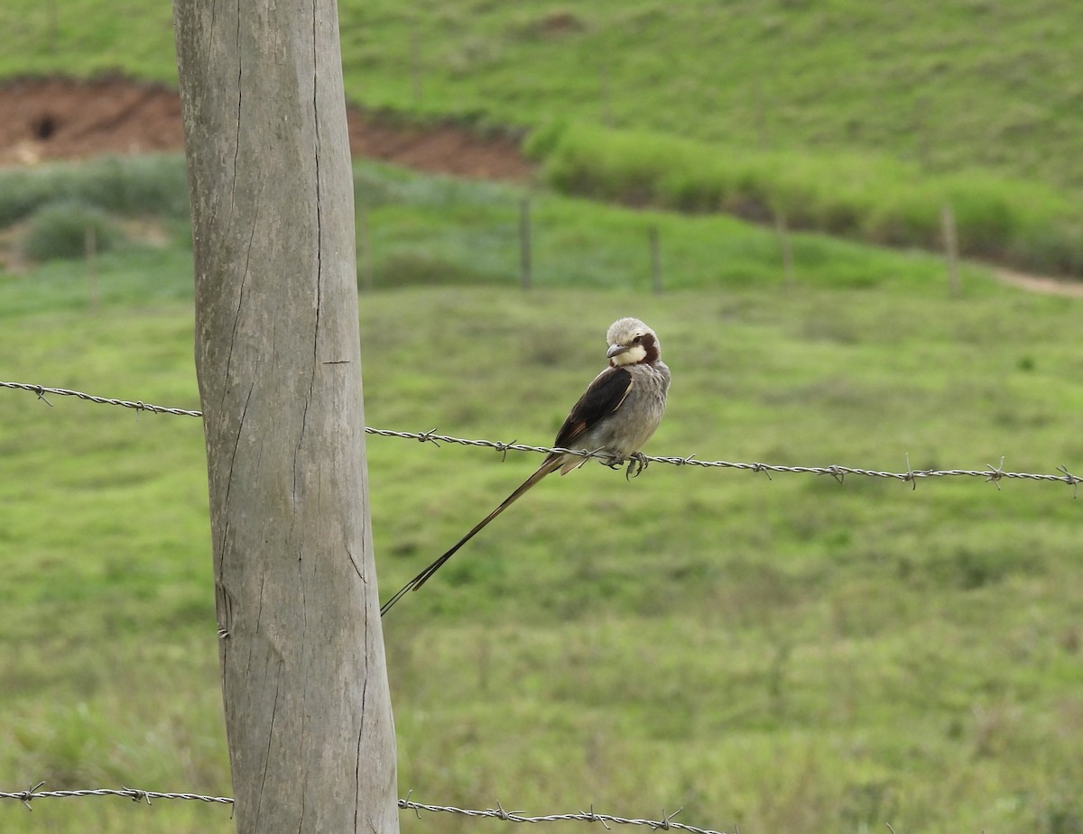 Moucherolle yétapa - ML645355645