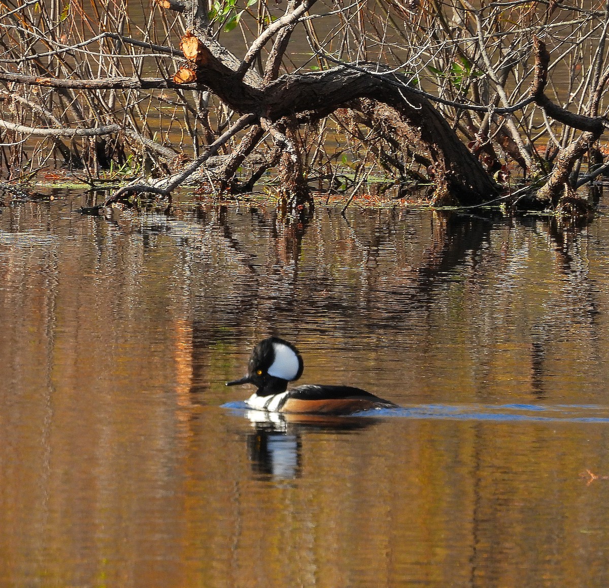Harle couronné - ML645355646