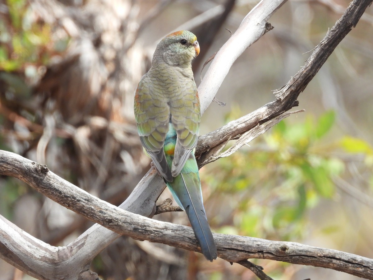 Perruche multicolore - ML645355647