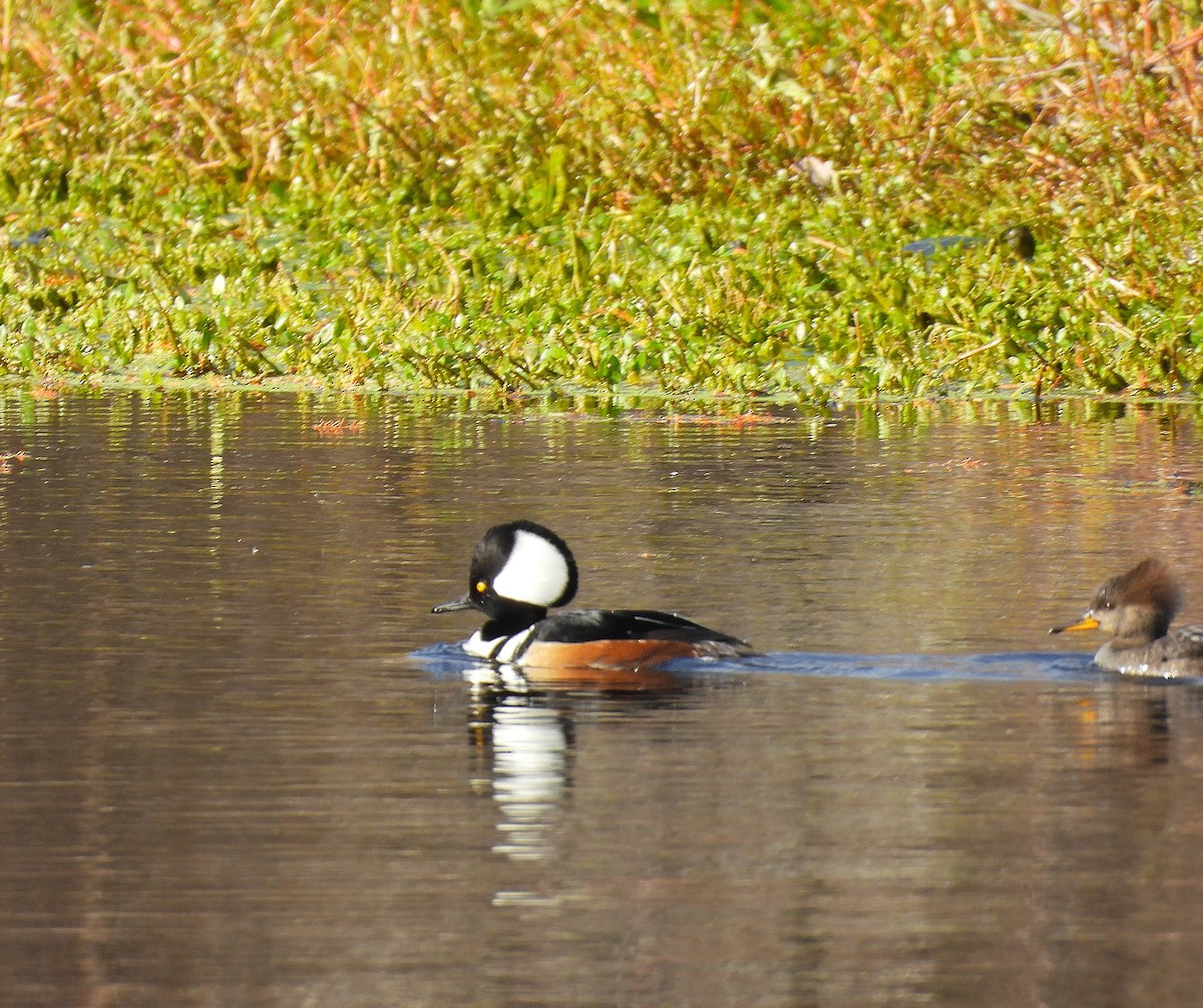 Harle couronné - ML645355648