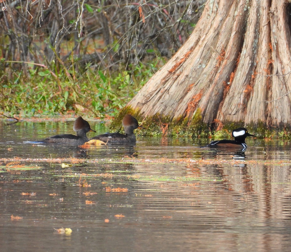 Harle couronné - ML645355649