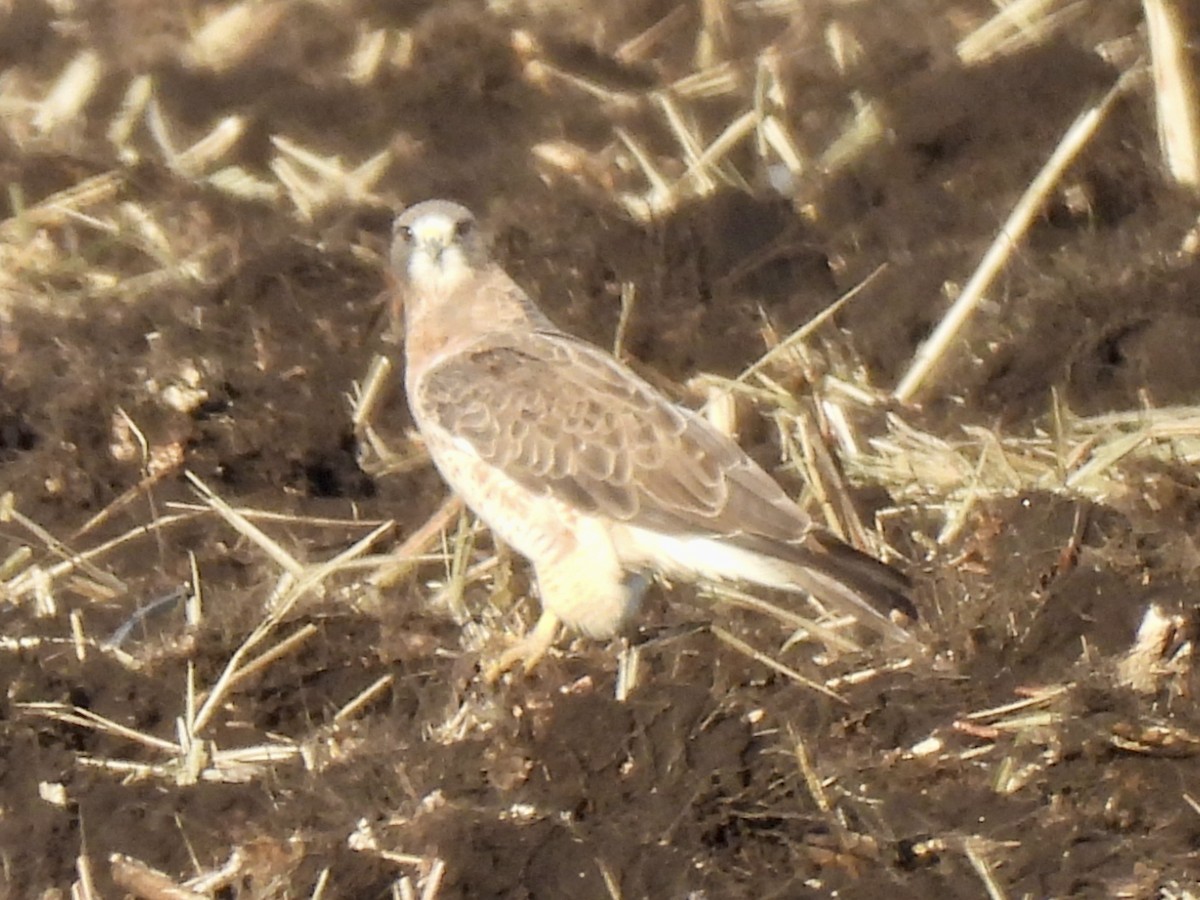 Swainson's Hawk - ML645355650