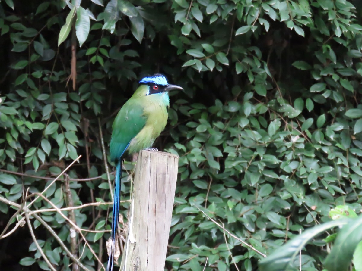 Motmot d'Équateur - ML645355651