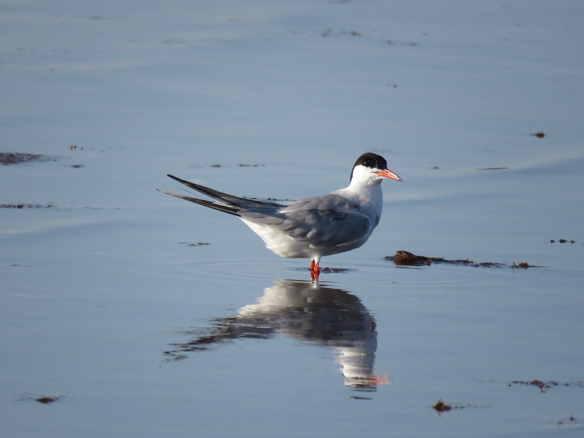 Sterne pierregarin - ML645355652