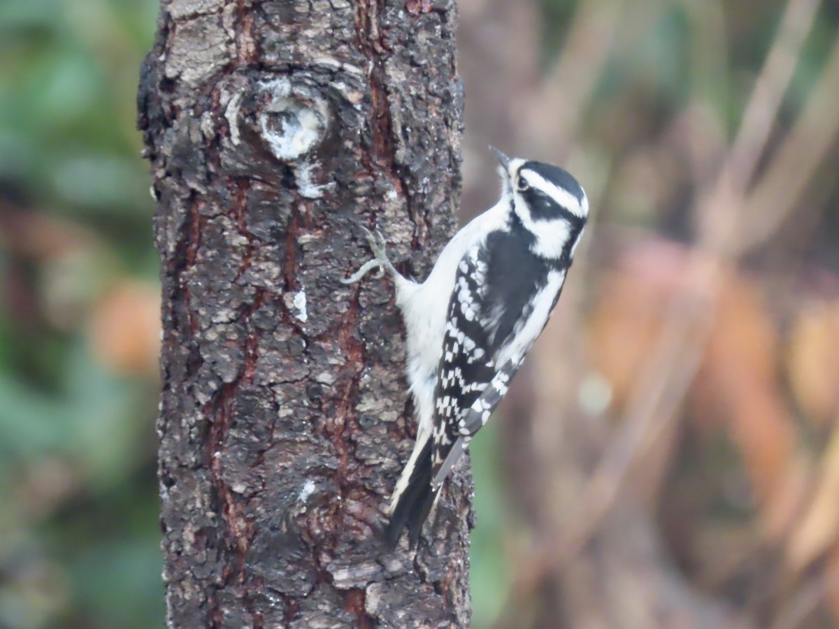 Pic mineur - ML645355653