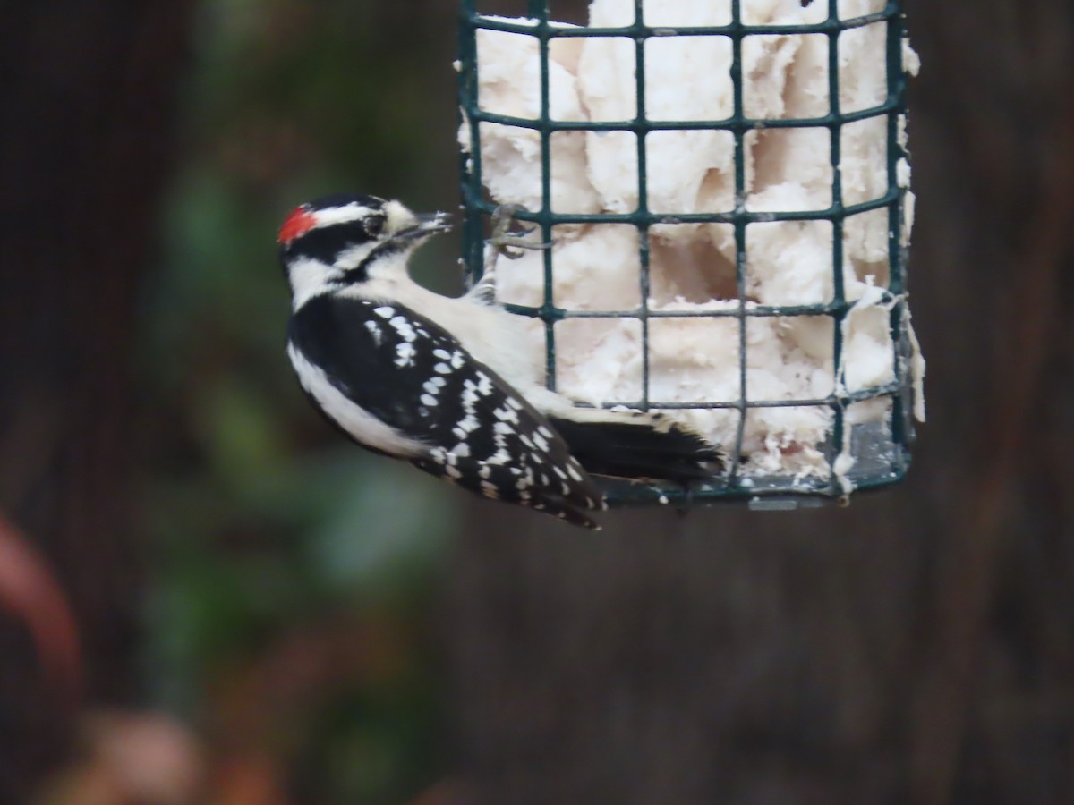 Pic mineur - ML645355654