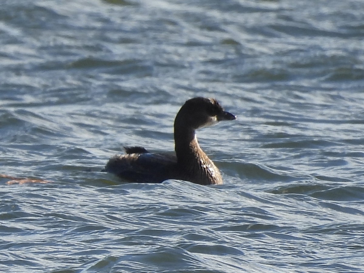 Grèbe à bec bigarré - ML645355655