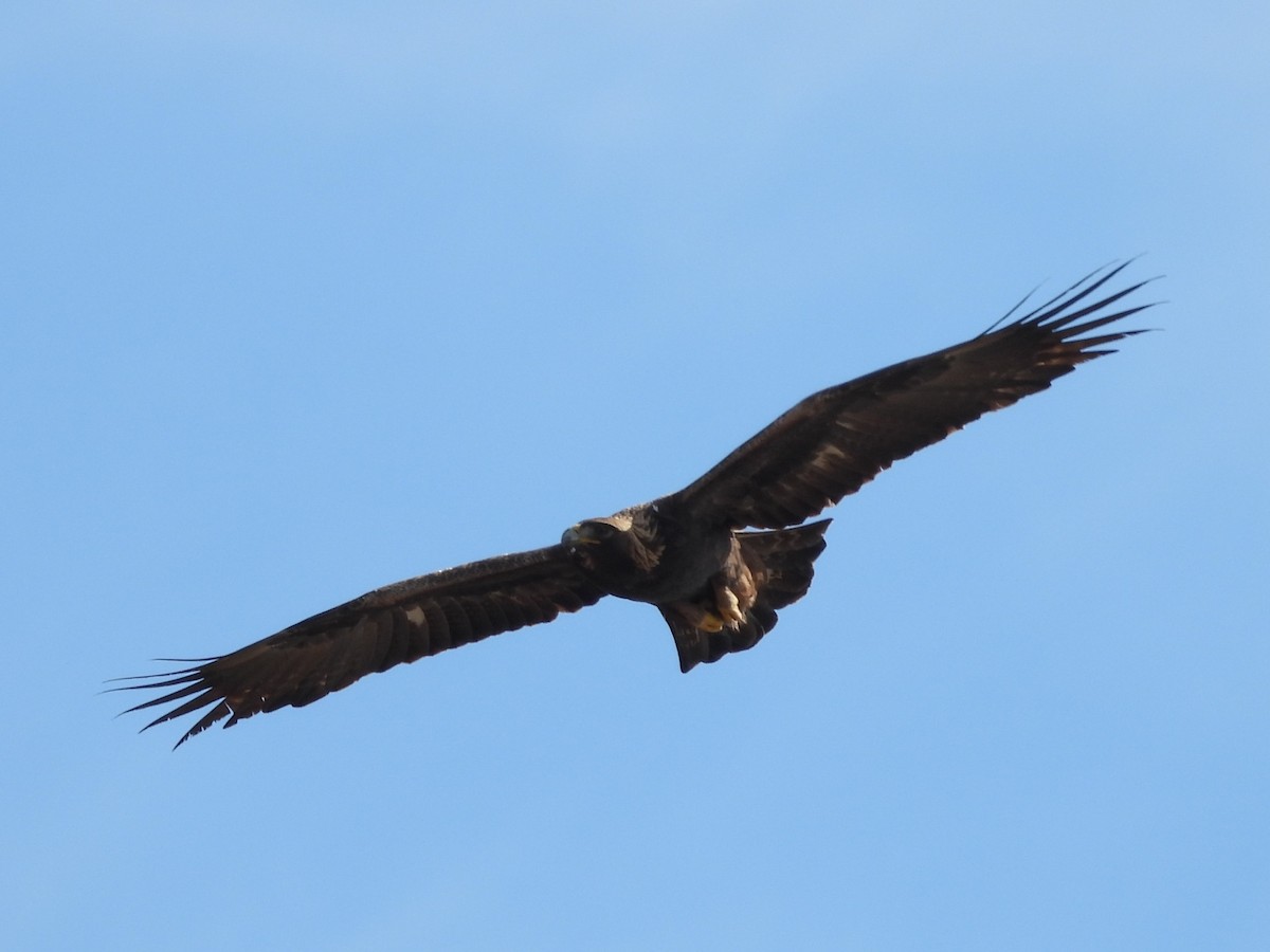 Aigle royal - ML645355656