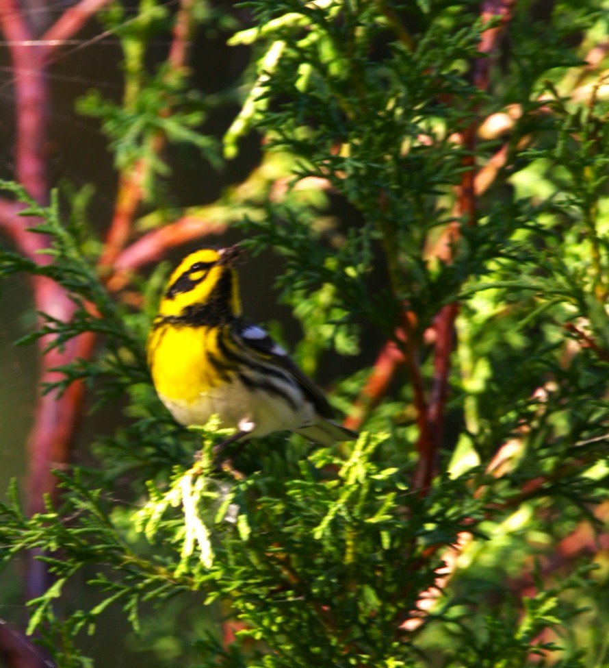 Paruline de Townsend - ML645355657