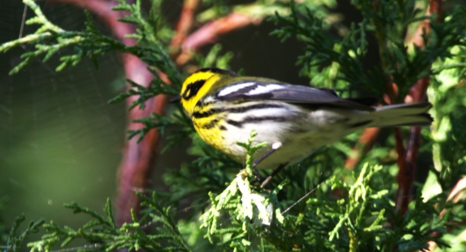 Paruline de Townsend - ML645355658