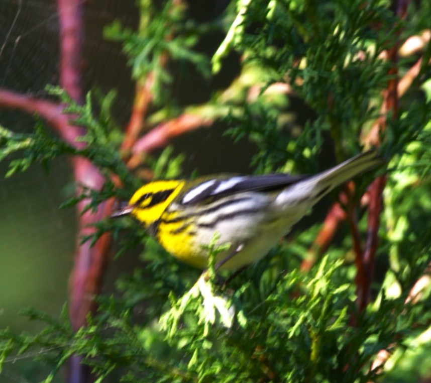 Paruline de Townsend - ML645355659