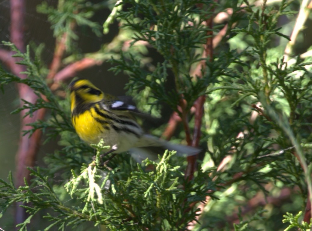 Paruline de Townsend - ML645355660