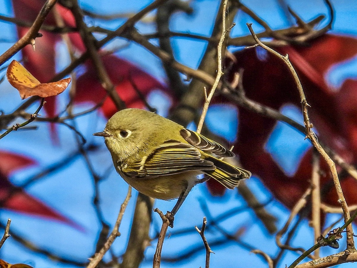 Roitelet à couronne rubis - ML645355661