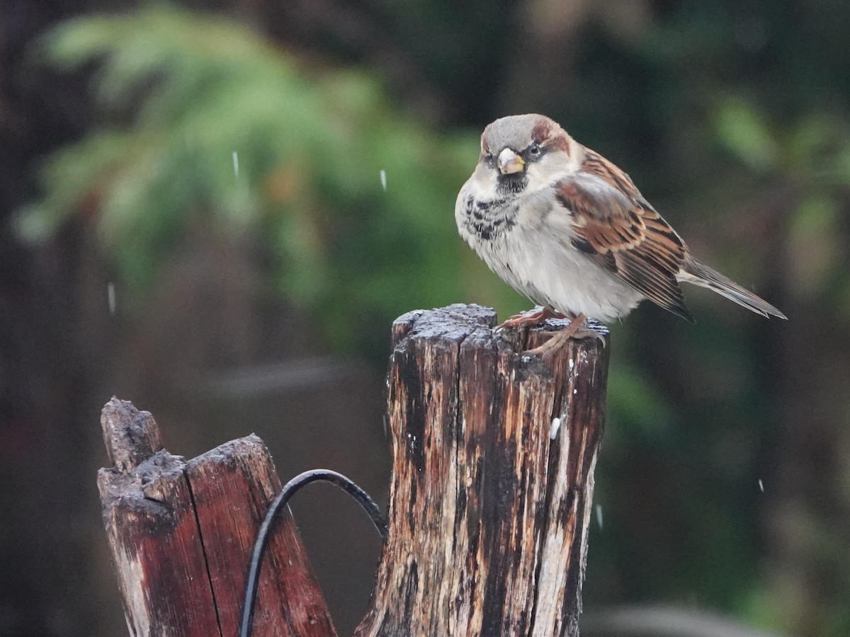 Moineau domestique - ML645355663