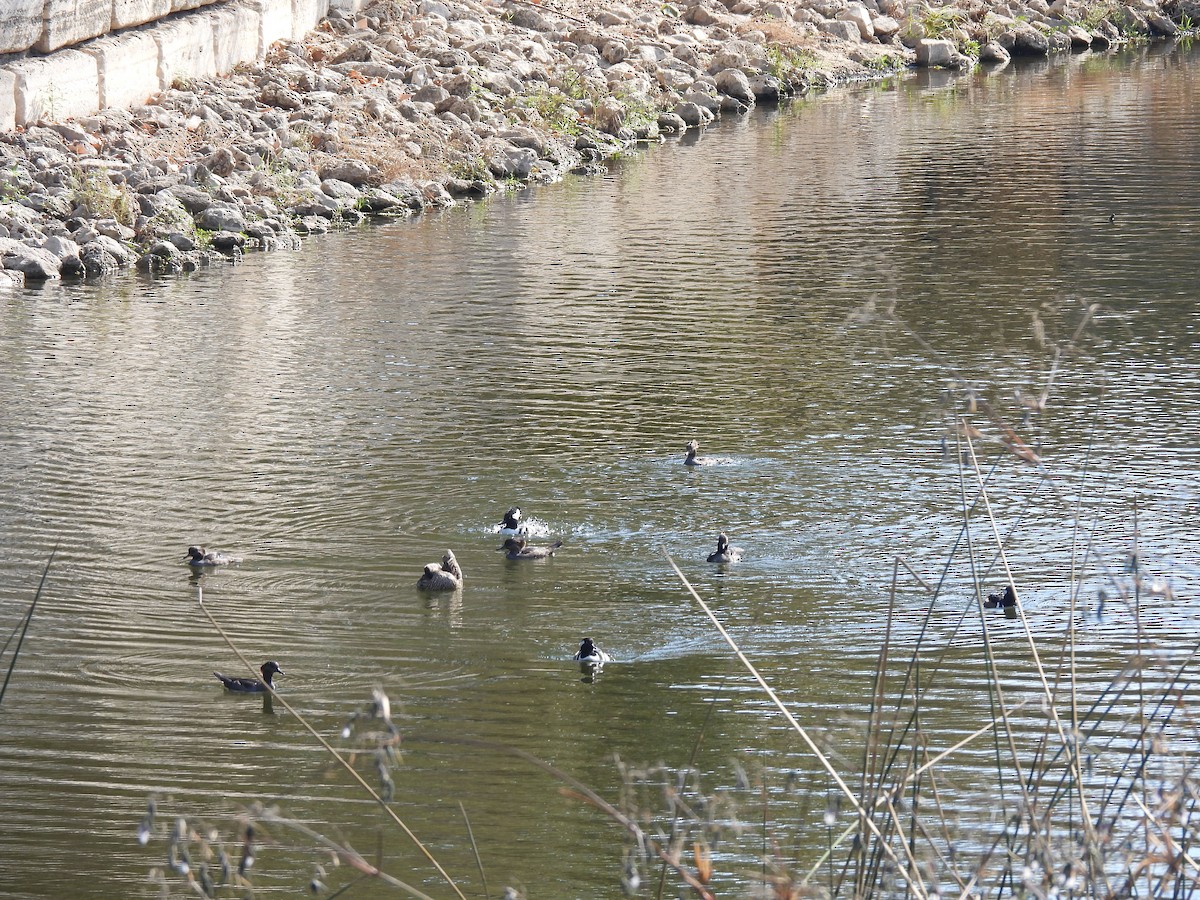 Harle couronné - ML645355664