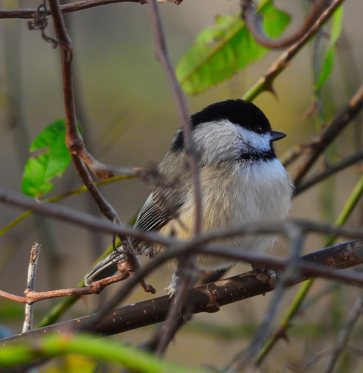 Mésange de Caroline - ML645355665