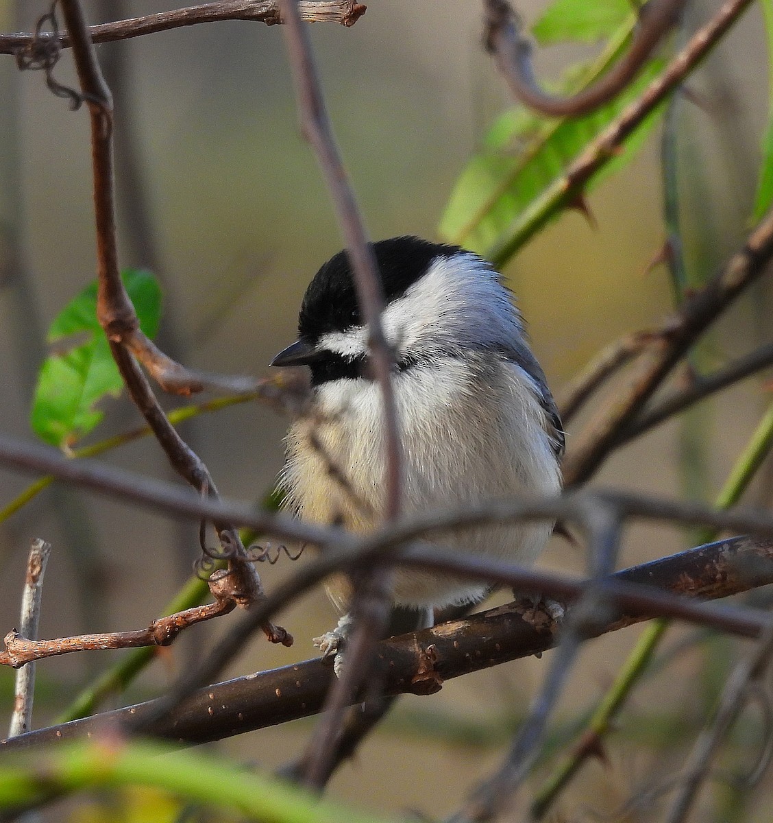 Mésange de Caroline - ML645355666