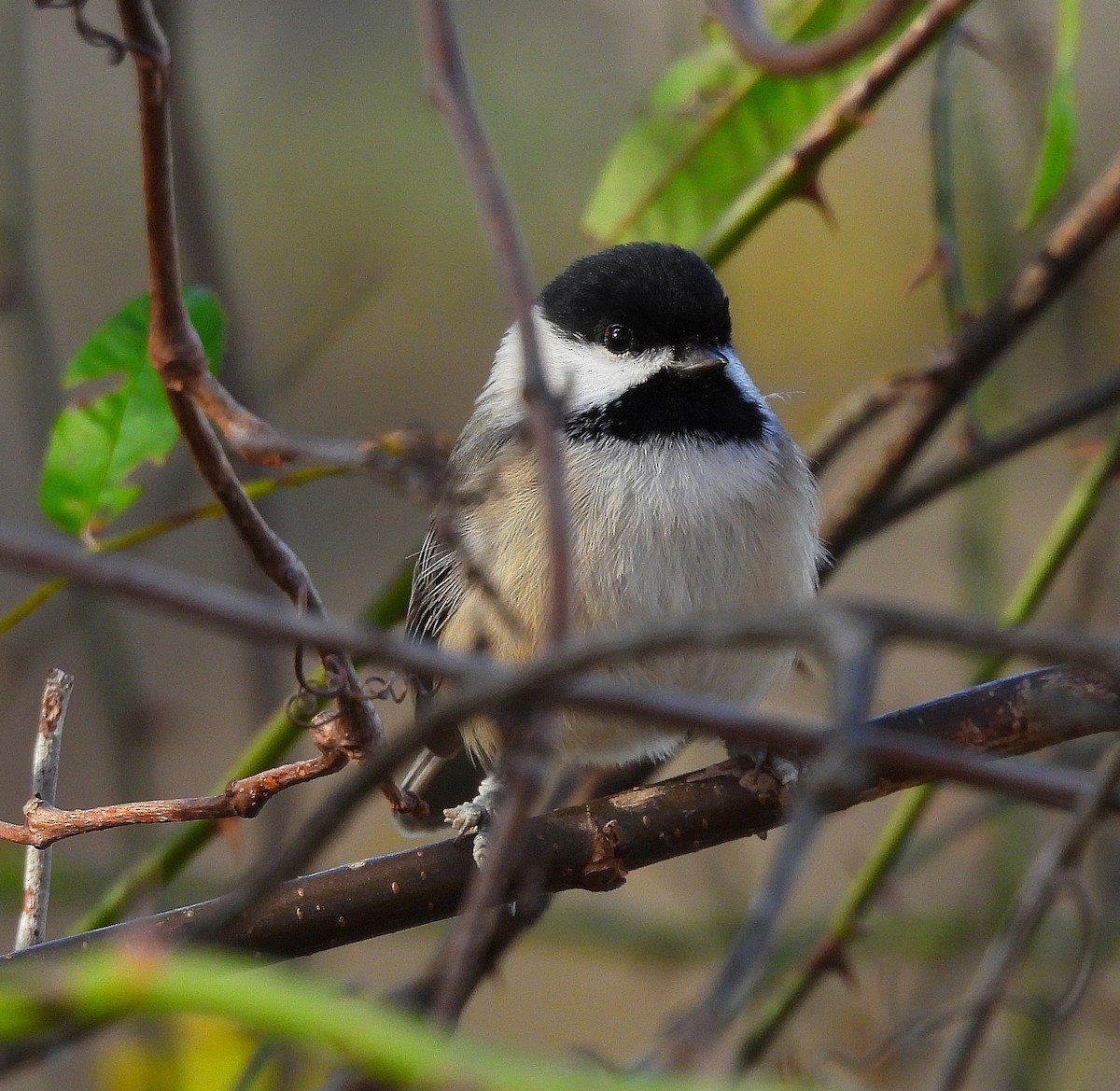 Mésange de Caroline - ML645355667