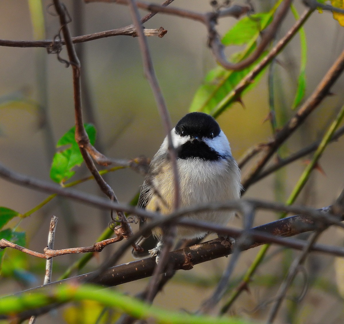 Mésange de Caroline - ML645355668