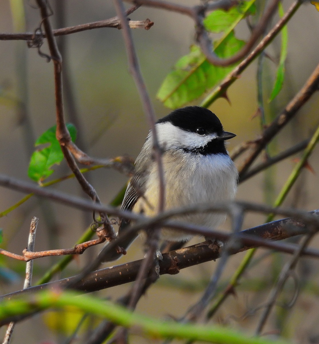 Mésange de Caroline - ML645355669