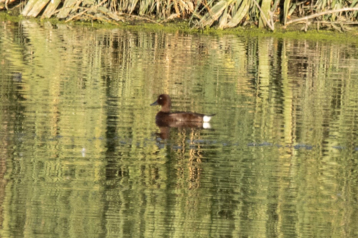 Fuligule nyroca - ML645355670