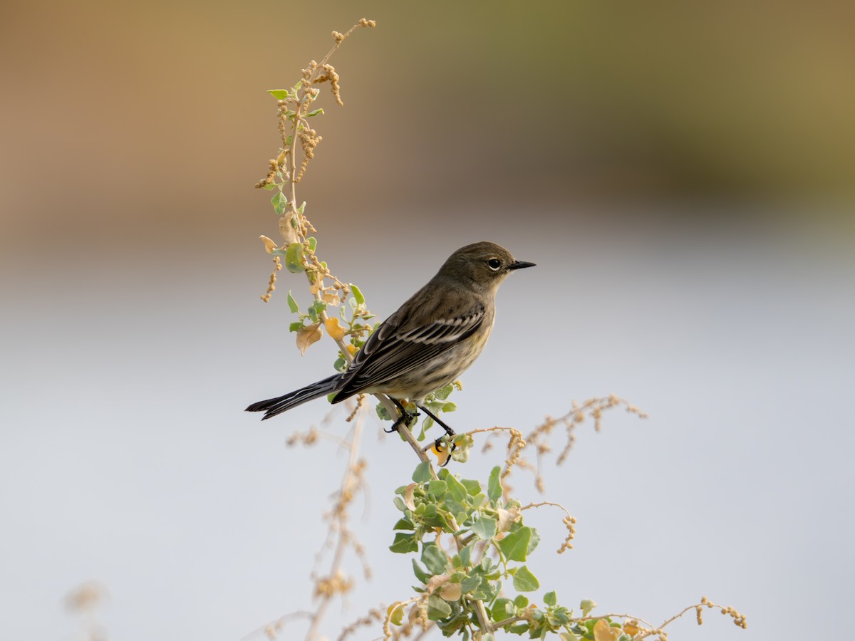 Yellow-rumped Warbler - ML645355674